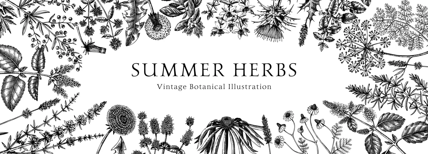 Floral border with herbs and wild flowers. Botanical banner with medicinal plants sketches. Delicate field and meadow wildflowers. Vector illustration on white background. Natural frame engraved style Illustration